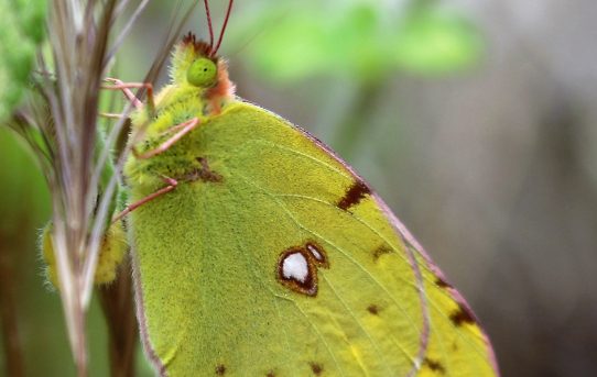 Colias crocea. Clouded Yellow.