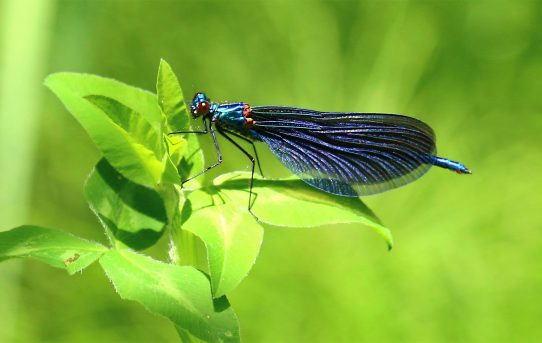 Calopteryx virgo