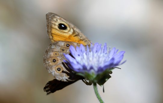 Lasiommata maera. Large Wall Brown.