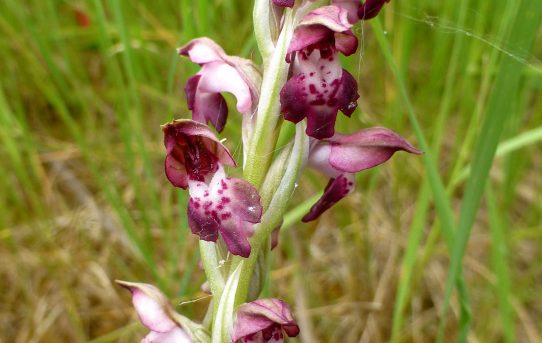 Orchis fragrans