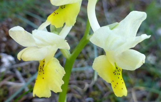 Orchis pauciflora