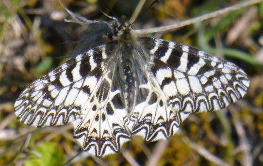 Zerynthia cerisyi. Eastern Festoon.