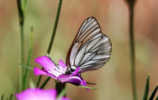 Aporia crataegi. Black-veined White.