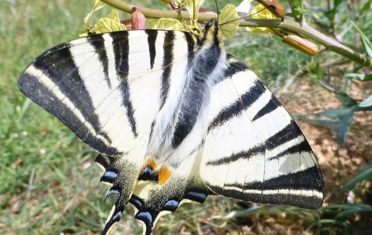 Ophiclides podalirius. Scarce Swallowtail.