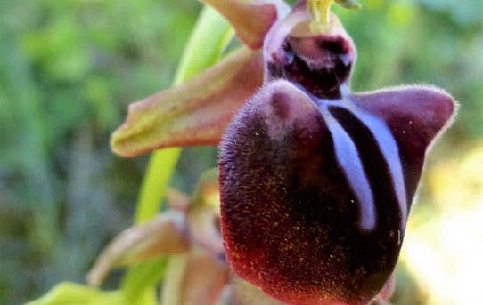 Ophrys mammosa