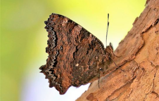 Nymphalis polychloros. Large Tortoiseshell.