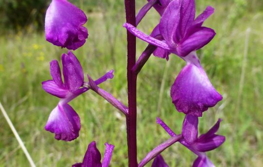 Orchis laxiflora