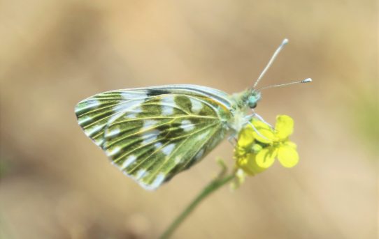 Pontia edusa. Eastern Bath White.