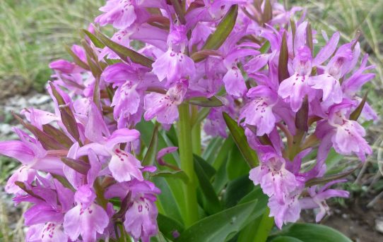 Dactylorhiza sambucina