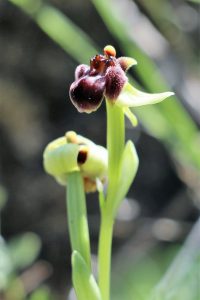 Ophrys bombyliflora