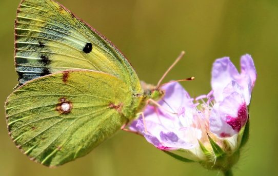 Colias crocea. form helicina. Clouded Yellow.