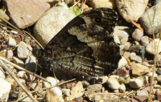 Hipparchia fatua. Freyer's Grayling.