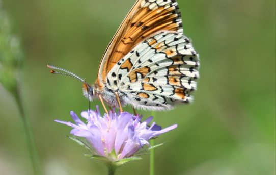 Melitaea cinxia. Glanville Fritillary.