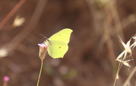 Gonepteryx rhamni. Brimstone.