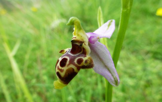 Ophrys oestrifera ssp bicornis