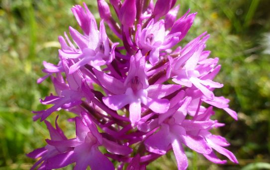 Anacamptis pyramidalis