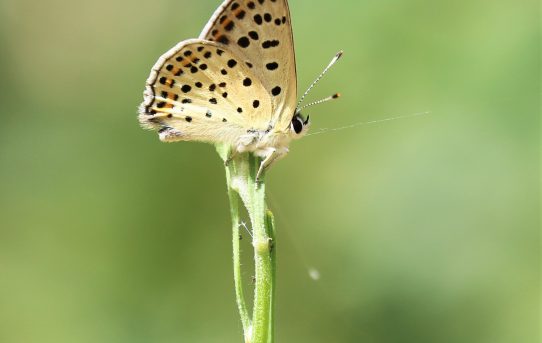 Pseudophilotes vicrama. Eastern Baton Blue