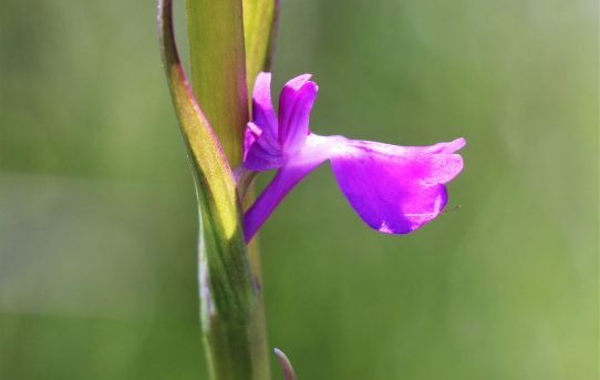 Anacamptis palustris ssp elegans