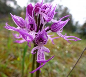 Orchis simia.