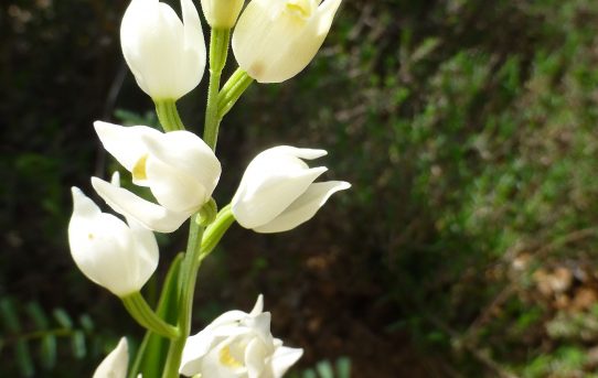 Cephalanthera longifolia