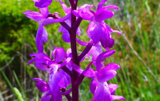 Orchis anatolica x quadripunctata