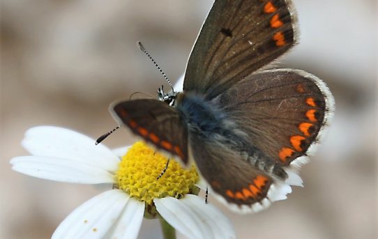 Polyommatus icarus. Common Blue.