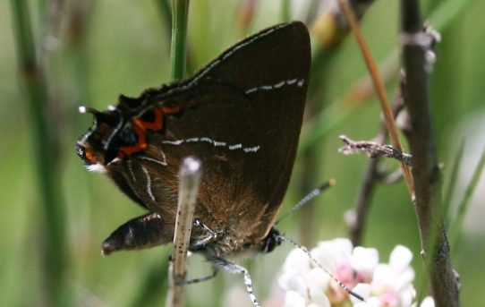 Satyrium w-album. White-letter Hairstreak.