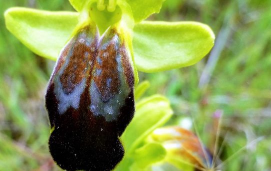 Ophrys calocaerina