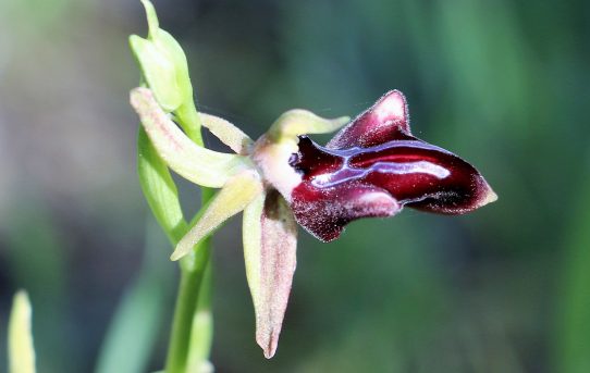 Ophrys transhyrcana