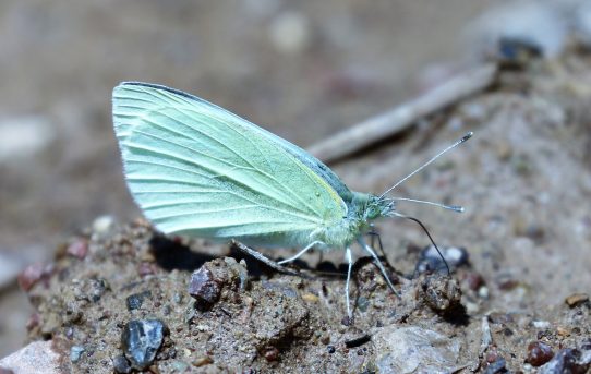 Pieris ergane. Mountain Small White.