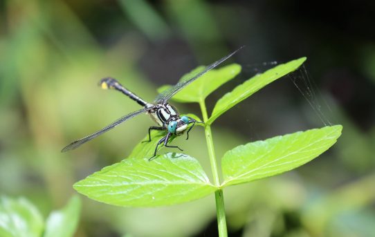 Gomphus schneiderii