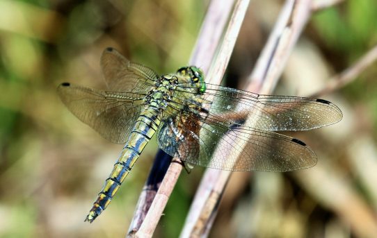 Orthetrum cancellatum