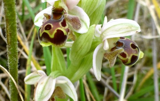 Ophrys umbilicata