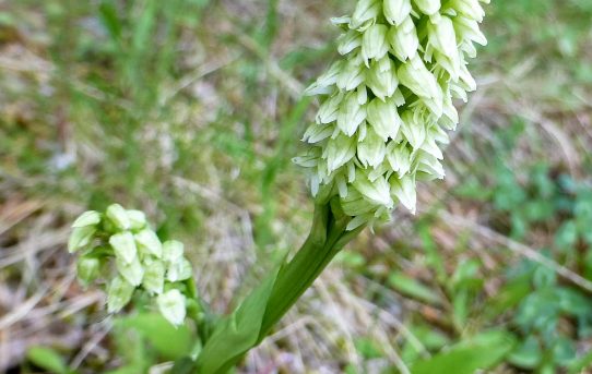 Neotinea maculatum