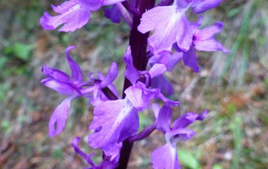 Orchis mascula ssp pinetorum