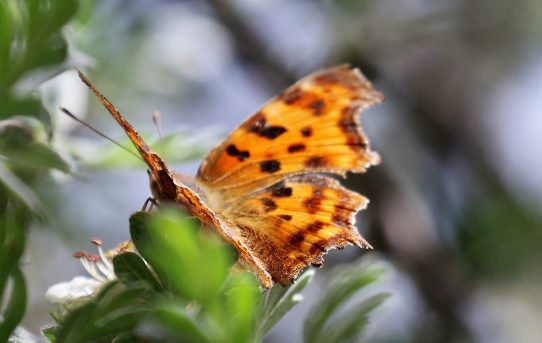 Polygonia c-album. Comma Butterfly.