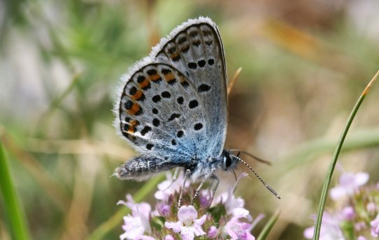 Ultraaricia anteros. Blue Argus.