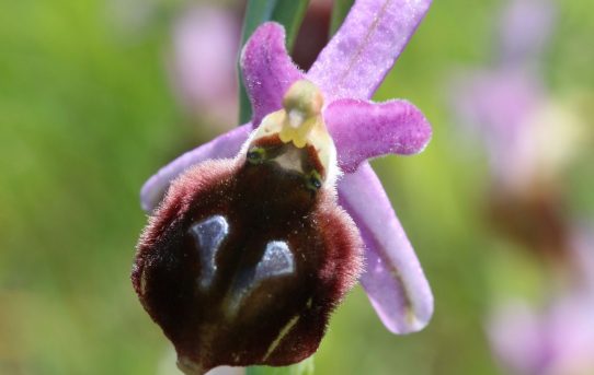 Ophrys argolica