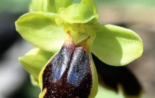 Ophrys fusca ssp. sancti-isidorii