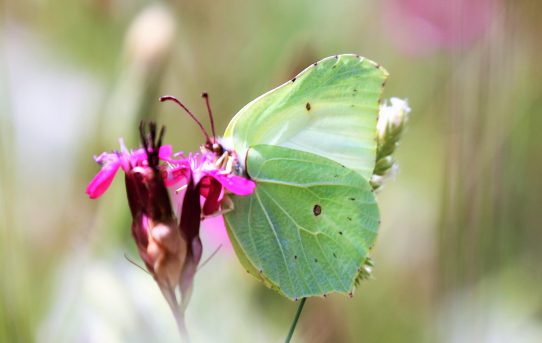 Gonepteryx farinosa. Powdered Brimstone.