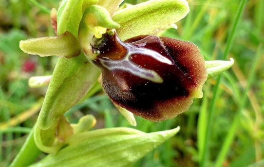 Ophrys herae