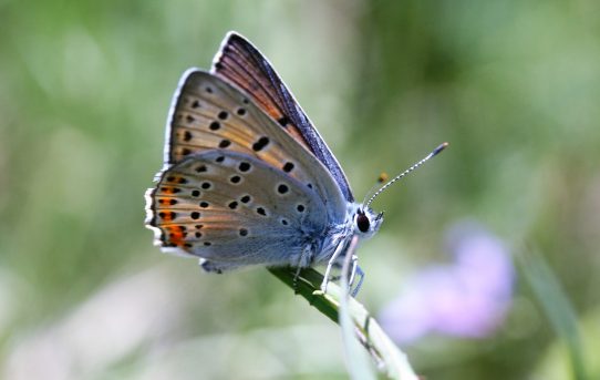 Lycaena apciphron. Purple-shot Copper.