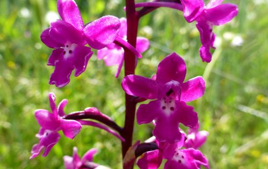 Orchis quadripunctata