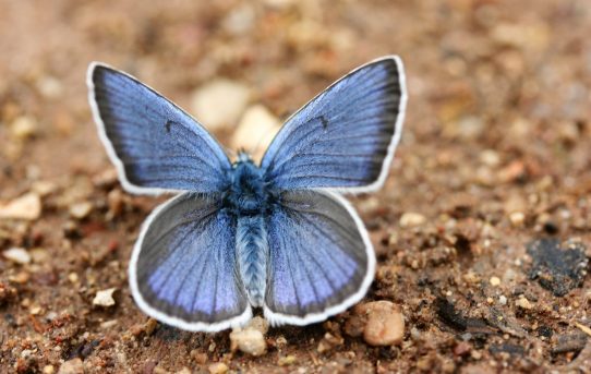 Neolysandra coelestina. Pontic Blue.