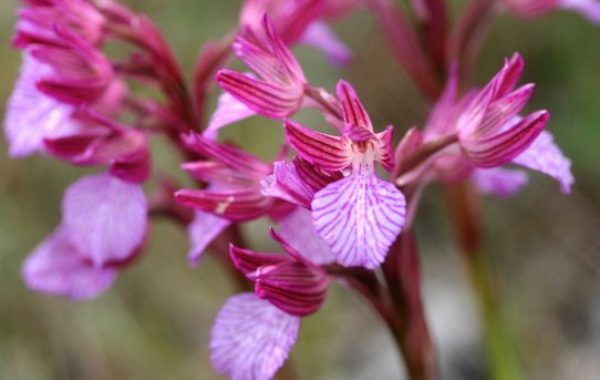 Orchis papilionacea ssp grandiflora