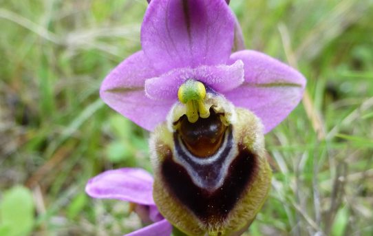 Ophrys leochroma ssp sanctae-marcellae