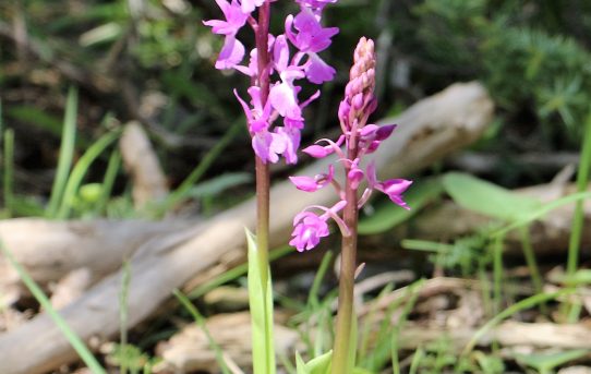 Orchis mascula ssp mascula