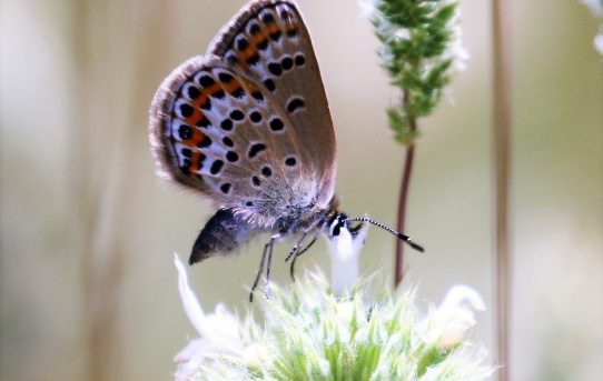 Plebejus argus. Silver-studied Blue