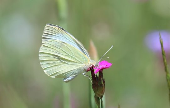 Pieris brassicae. Large White.