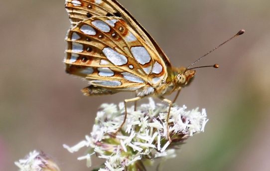 Issoria lathonia. Queen of Spain Fritillary.